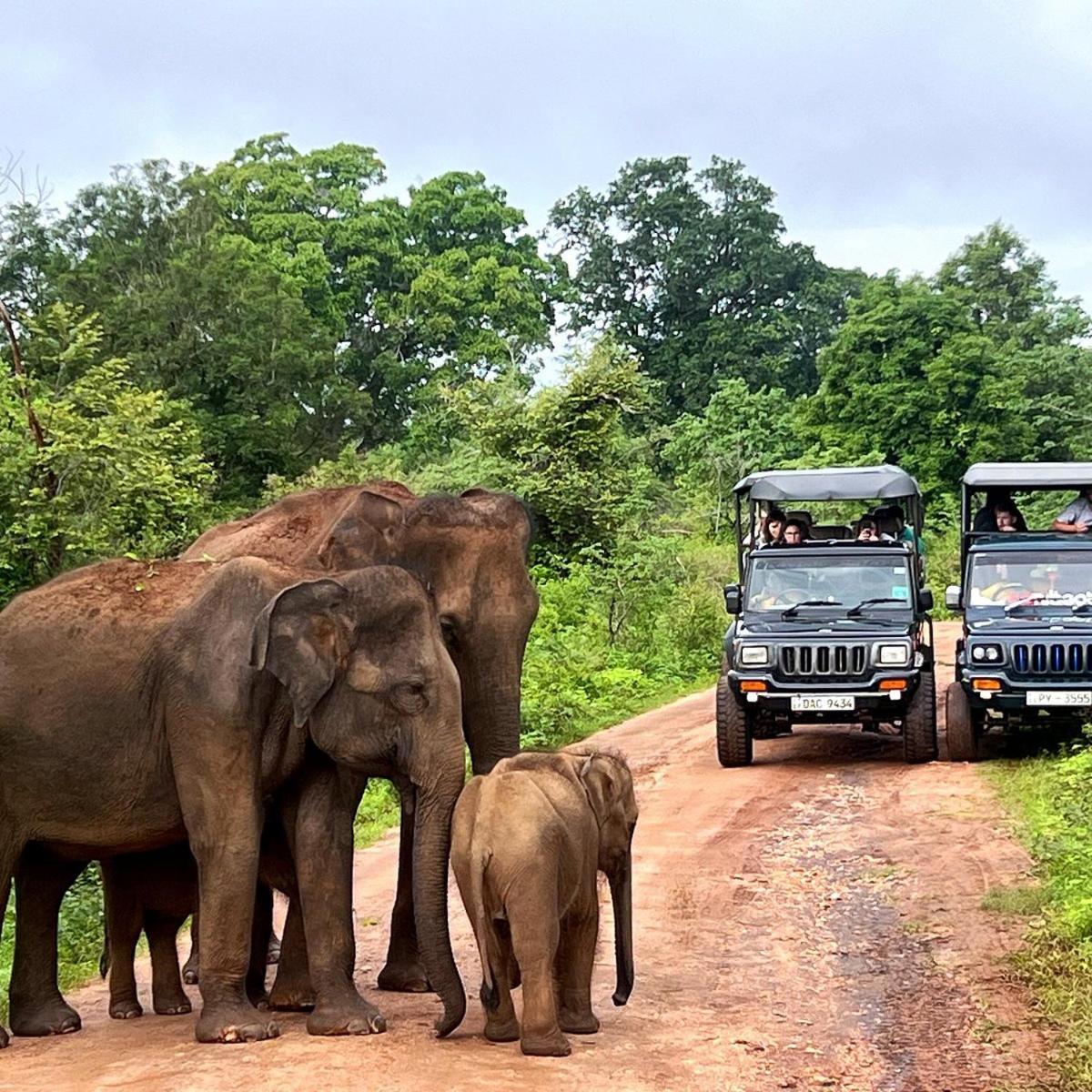 Jungle Lodge Удавалаве Экстерьер фото