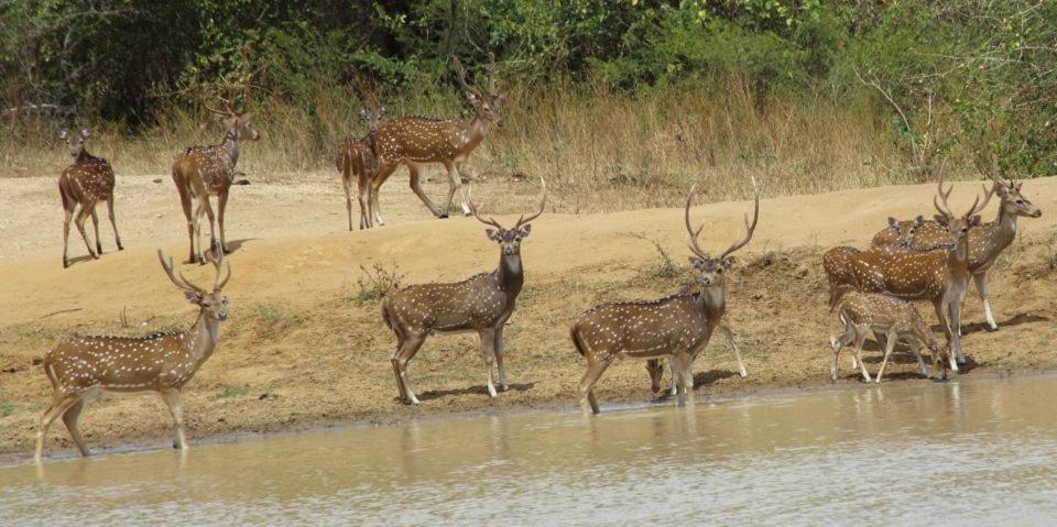 Jungle Lodge Удавалаве Экстерьер фото
