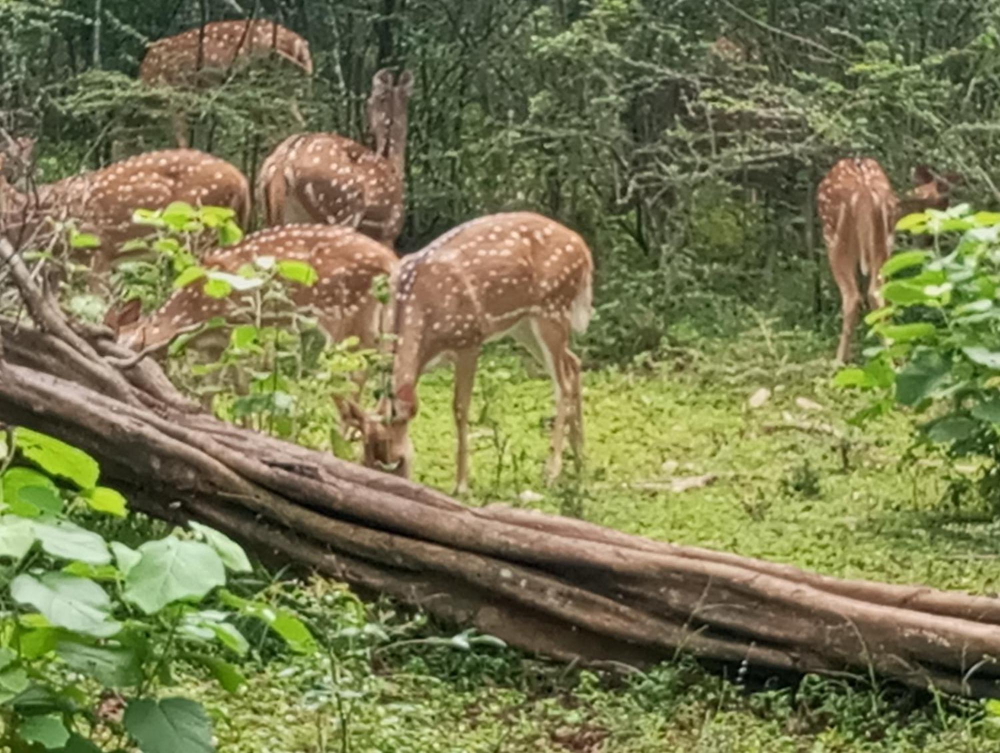 Jungle Lodge Удавалаве Экстерьер фото